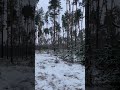 🌲 #forest #nature #snow #relaxingmusic