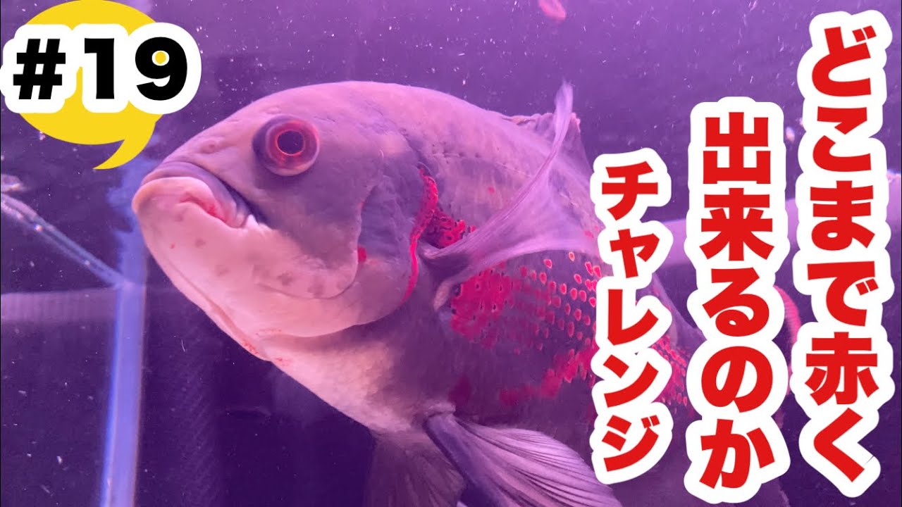 レッドベリーオスカーをどこまで赤く出来るのかチャレンジしてみる