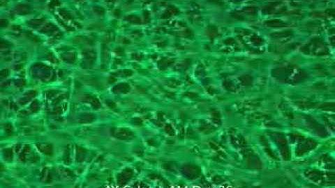 Liver 3D cell culture model in SeedEZ