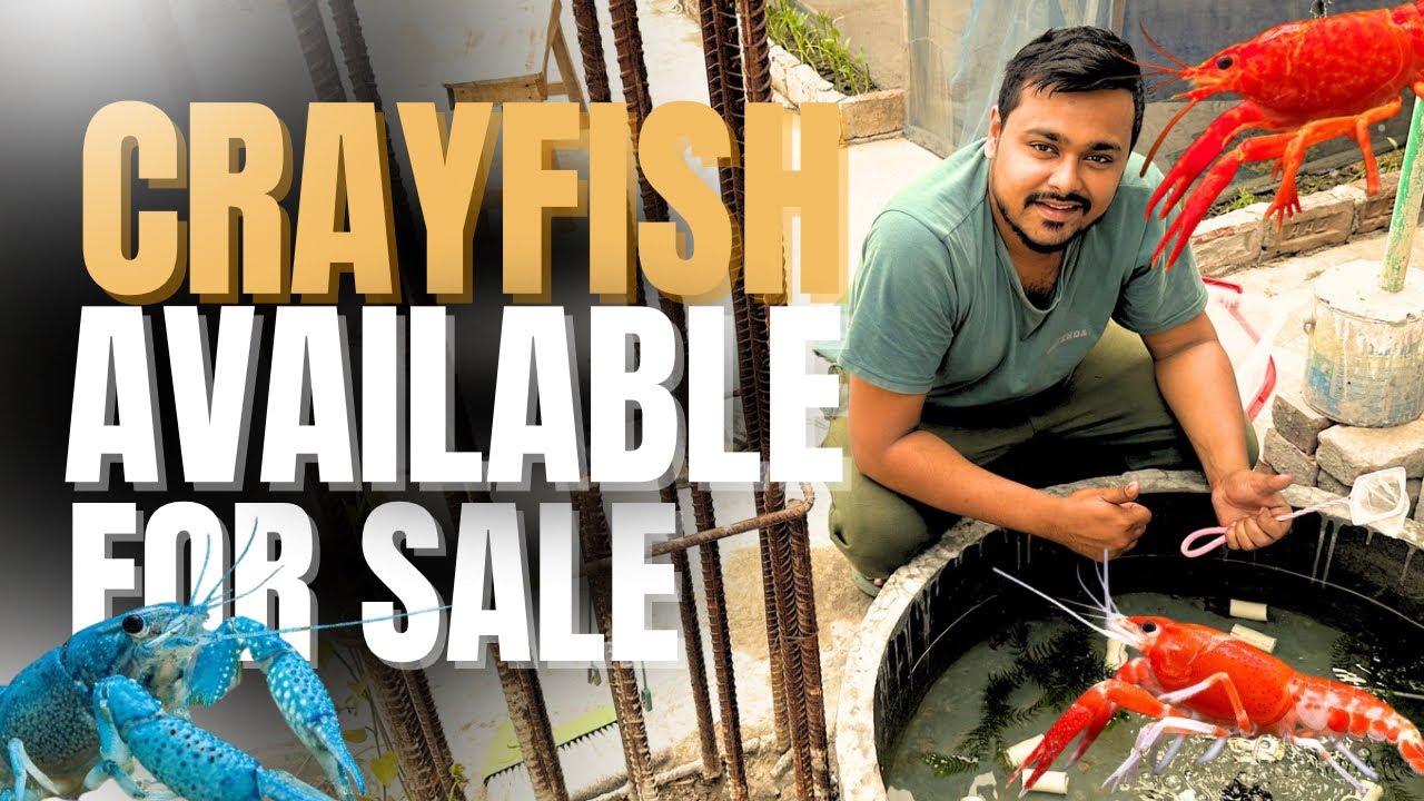 Cray Fish ( Lobster ) Available for Sale!! Red & Blue 