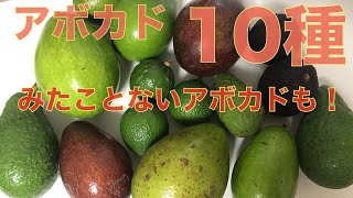 【アボカド好き必見！】栽培者が語る「10種類のアボカド」！食レポ・解説【アボカドは一種類ではない】