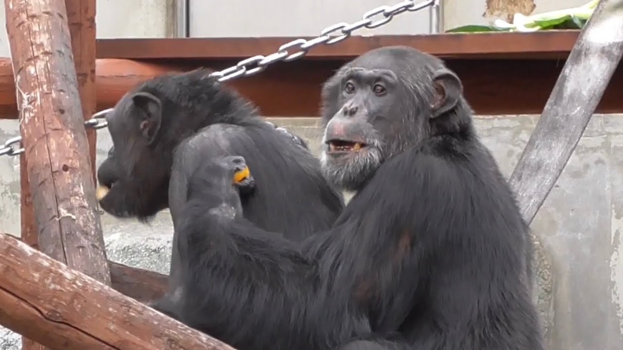 チンパンジー ジュンくんとチェリーちゃん 【浜松市動物園】 - YouTube