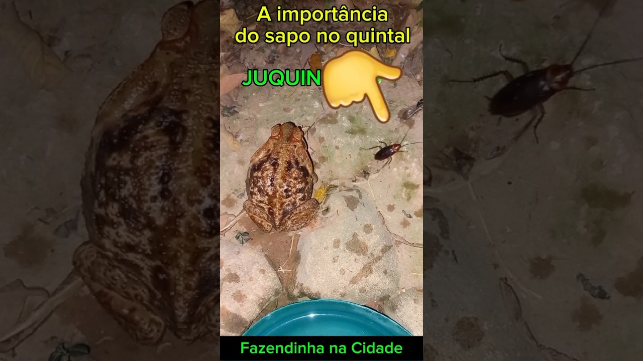 A importância do SAPO no quintal