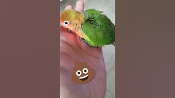💩 #bird #funny #baby #babybird #poop   #inseparable