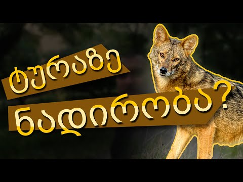 ტურაზე ნადირობა / კითხვებზე პასუხი / ინტერვიუ გარემოს დაცვასთან