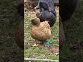 Edith our duck battled #bumblefoot and won #duck #chickens #homestead #farm #rescue