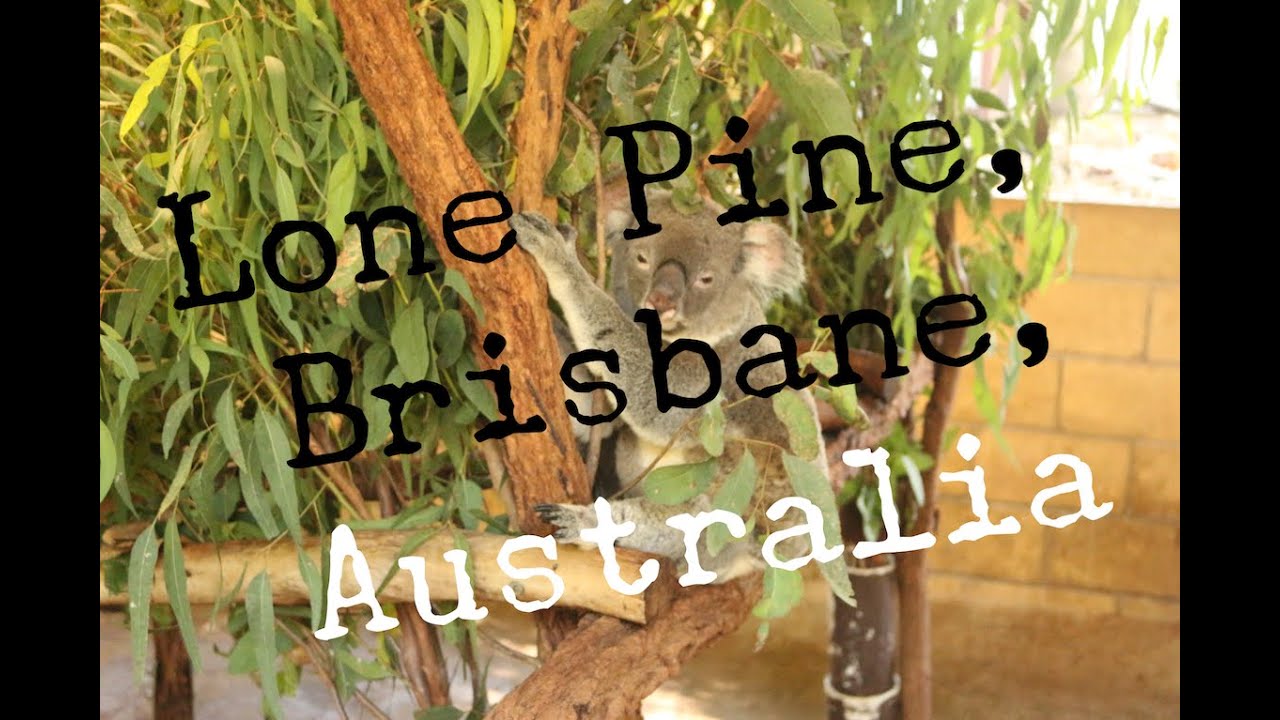 LONE PINE KOALA SANCTUARY - BRISBANE - AUSTRALIA - TRAVEL VLOG - The Adventures of Pip & Tobes