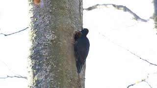 Black Woodpecker sound call