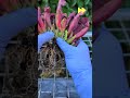 Step-by-Step Guide: How I Divide &amp; Repot My Sarracenia