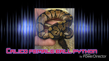 Calico female ball python