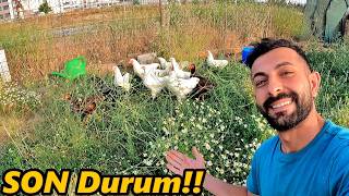 CİVCİV'LERİN SON HALİ -GÜVERCİNLER ÇOĞALDI-KÖYE EVİ SÜSLENDİ!-NELER YAPACAĞIZ...!#güvercin