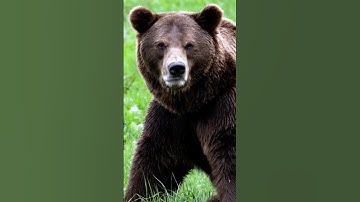 Thumbnail of Angry Bear roaring, sounds scary