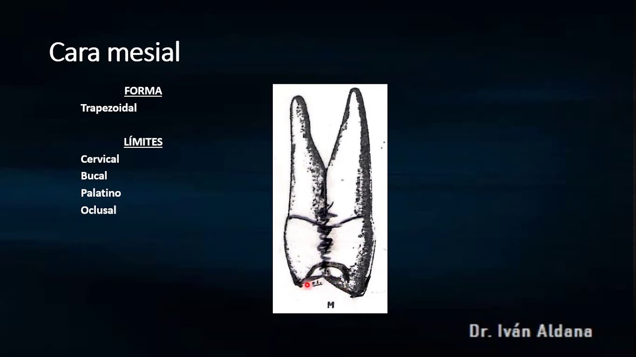 ANATOMÍA DENTARIA: Unidad 2.4: Premolares superiores (parte 2)