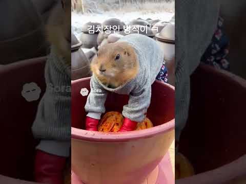 #김치장인 #shorts