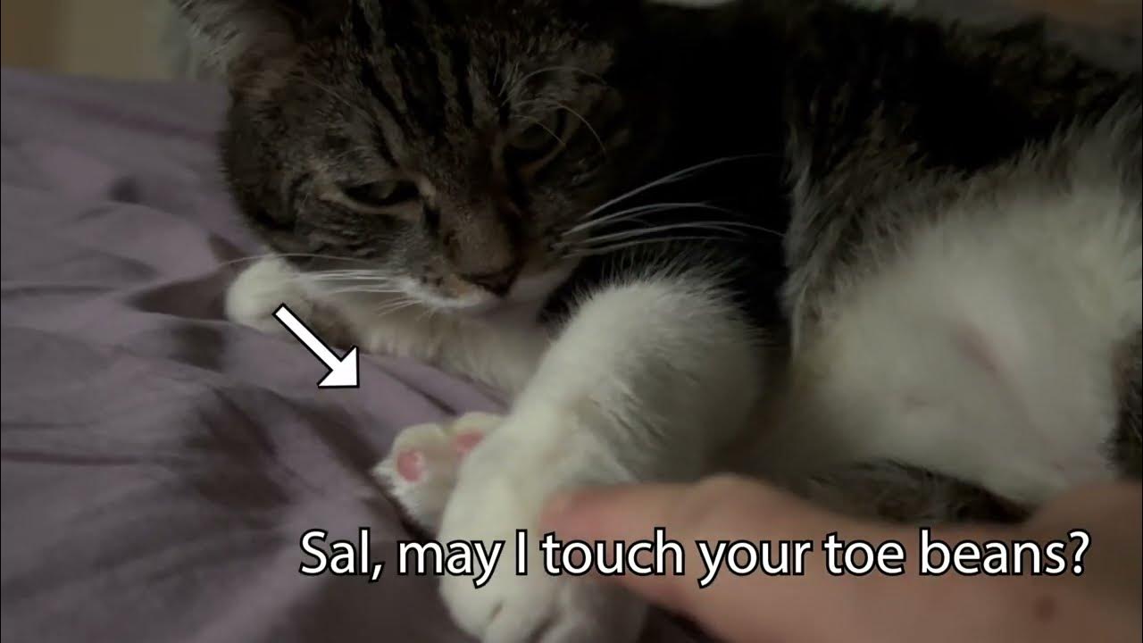will-my-cat-let-me-touch-his-toe-beans-youtube