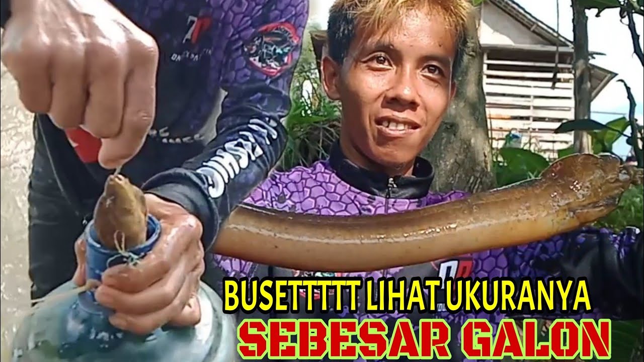 Alamakk Ini Belut Apa Monster Ya? Belut Sebesar Galon.. Mancing Belut Super Besar 2020