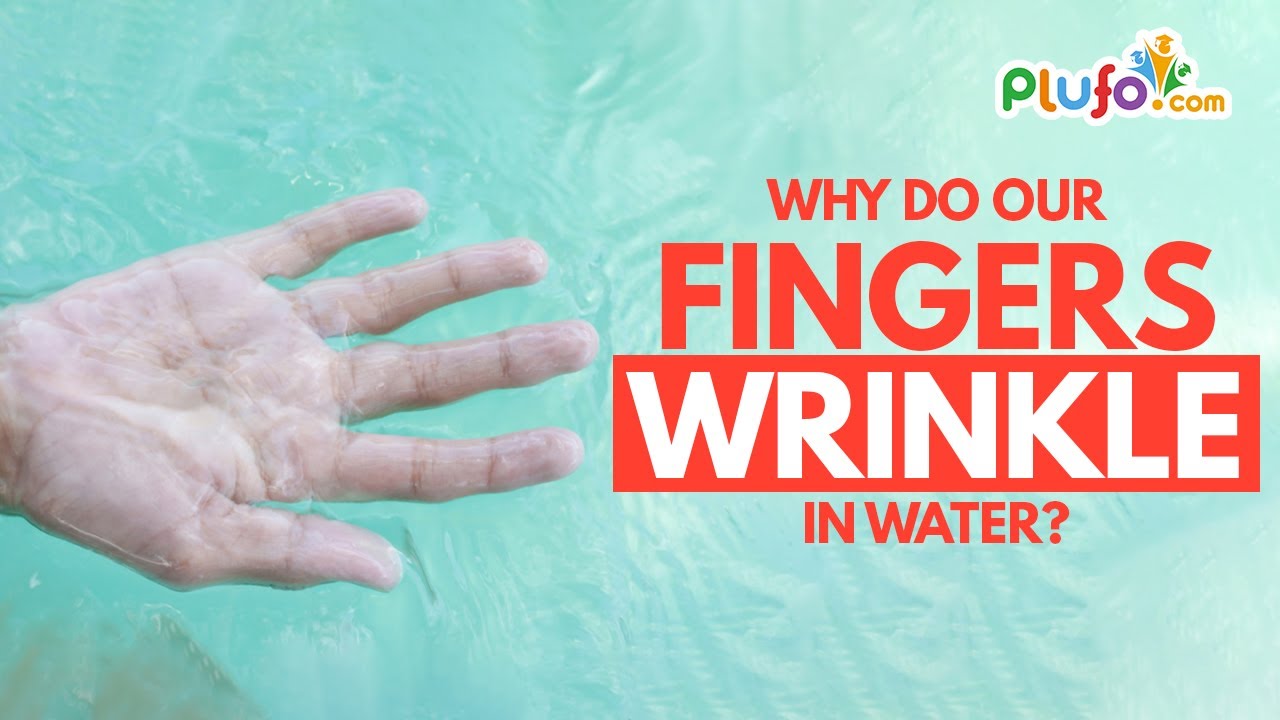 Why Do Our Fingers Wrinkle in Water? Wrinkly Fingers Kids Learning