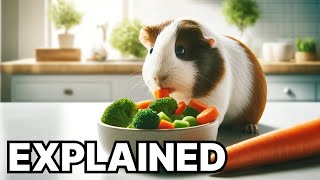 How often should you feed a guinea pig?