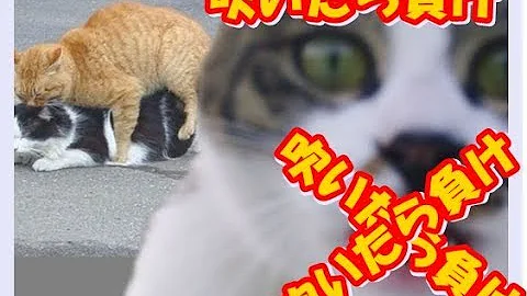 Wyw7mchorkz2lm