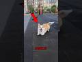 Amazing Dog Facts You Didn’t Know 🐶 #facts #dog #shorts