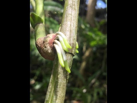 Video Kỹ Thuật Kích Rễ & Trò chơi MUA VÉ SỐ trúng quà |... - youtube