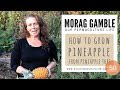 How to grow a pineapple from pineapple tops