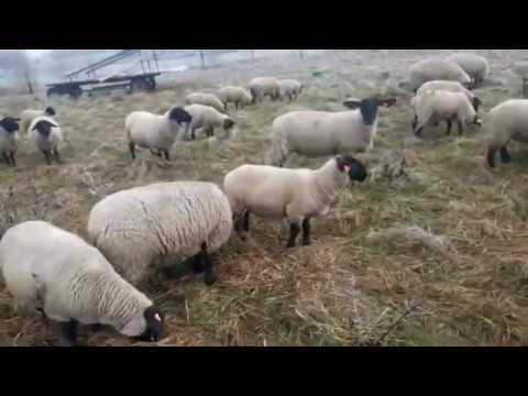 Wideo: Owce Najeżdżają Londyn