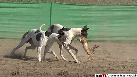 Greyhound chases real rabbit