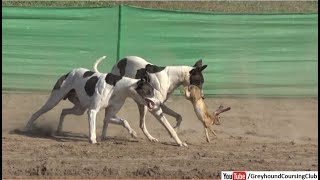 Greyhound chases real rabbit