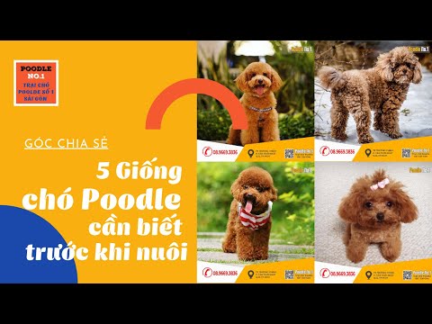 5 Giống Poodle cần biết trước khi nuôi, chăm sóc chó cảnh
