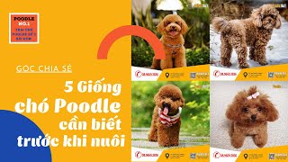5 Giống Poodle cần biết trước khi nuôi, chăm sóc chó cảnh
