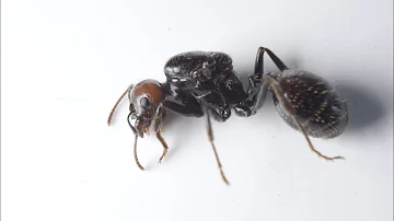 ¿Qué les ocurre a las hormigas cuando muere la reina?