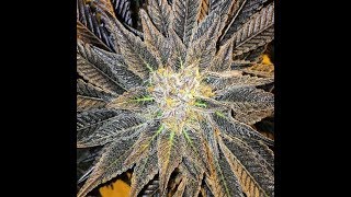 Medical Marijuana Growing/Educational Videos