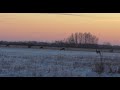 Охота на косулю с фоторужьём. Вечер в засаде. Jagd auf Sibirisches Reh. Ein Abend im Hinterhalt.