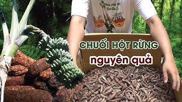 Chuối Hột Rừng Kon Tum nguyên quả chất lượng
