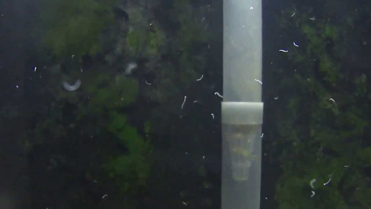 nematode aquarium ile ilgili görsel sonucu