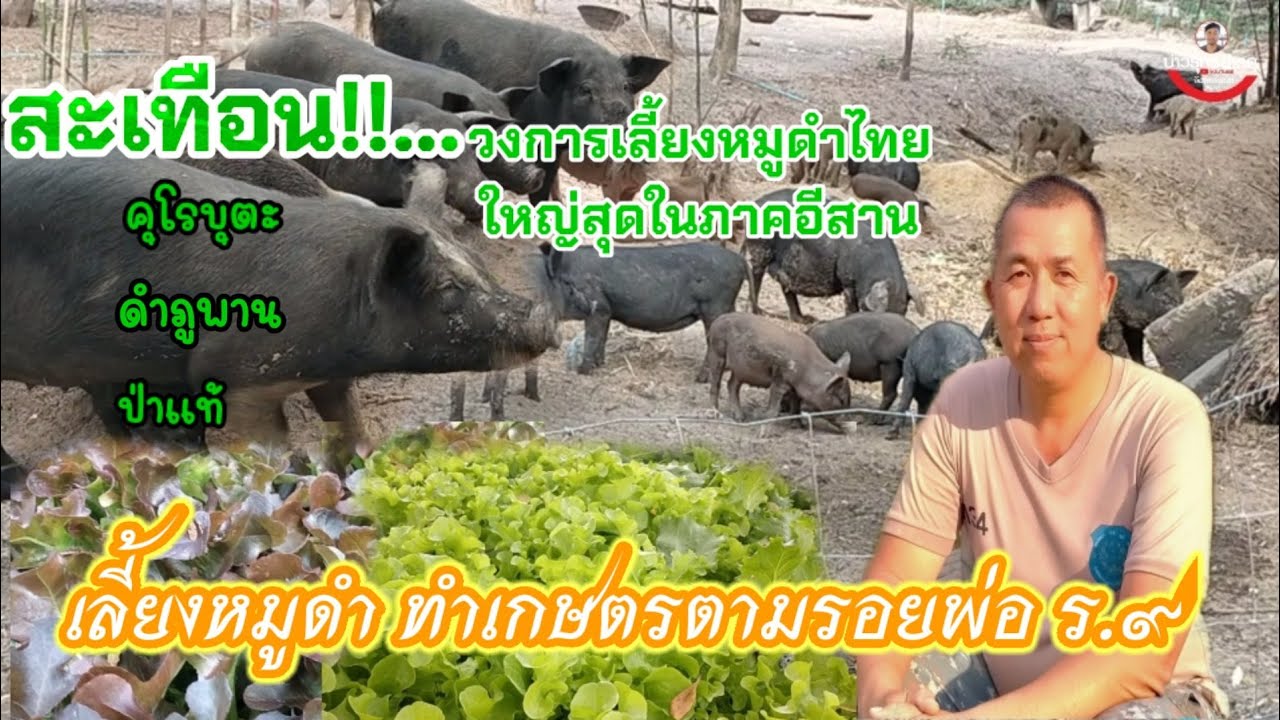 สุดยอด!! เลี้ยงหมูดำ ภูพาน คุโรบูตะ ป่าแท้ ไทพื้นบ้าน ใหญ่ที่สุดในภาคอีสาน มีเท่าไหร่ก็ไม่พอขาย