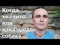 292. Когда хвалить и когда наказывать щенка / Положительное и отрицательное подкрепление