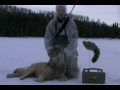 Predator Calling-Wolf called in on film