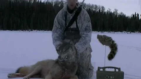 Predator Calling-Wolf called in on film