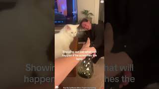 Cute Cats #cats #cute #funny #foryou #fyp Cute Cats #cats #cute #funny #foryou #fyp