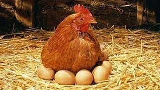 شاهد رقود الدجاج على البيض