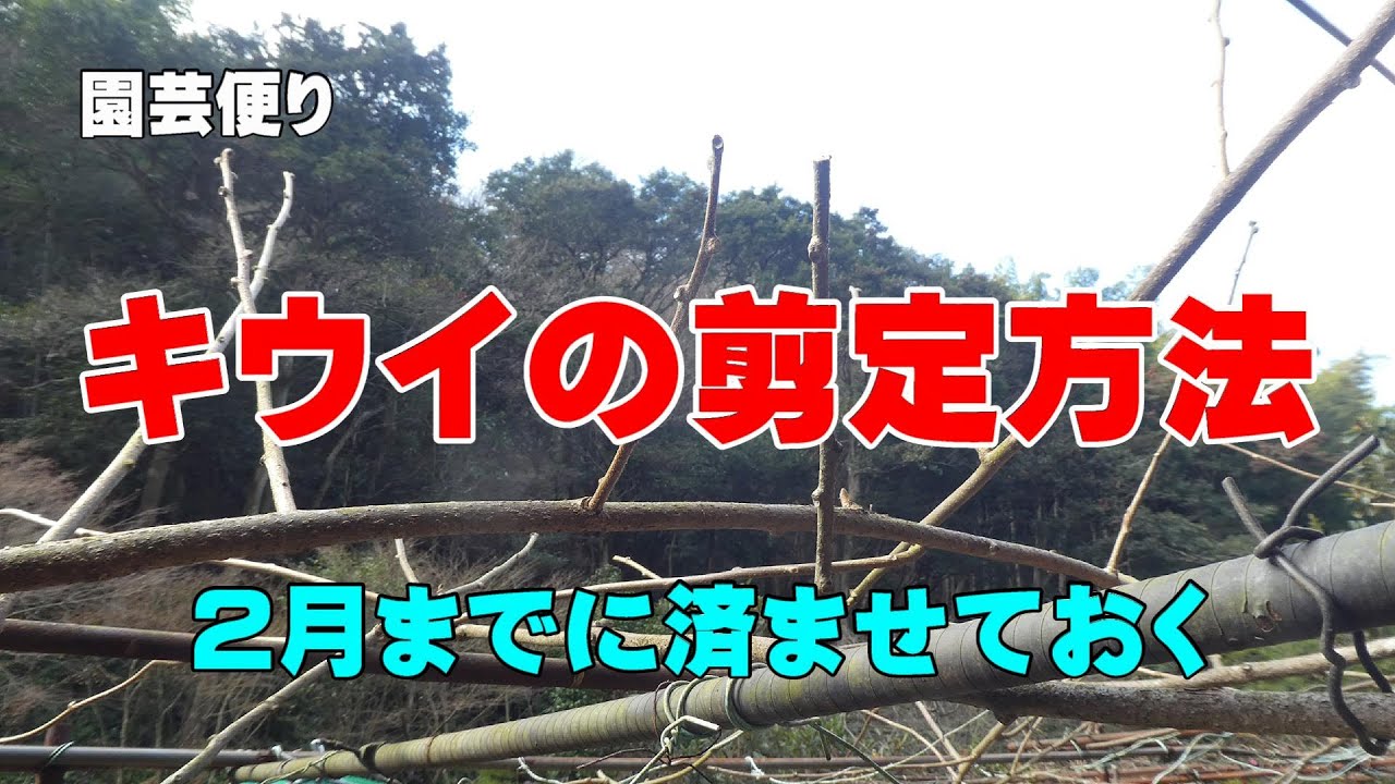 キウイの剪定 2022　立春までに剪定を済ませておく