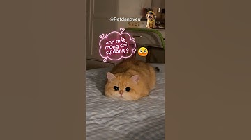 Mimi gặp ác mộng muốn ngủ với Cô Chủ #petdangyeu #mèo #cats