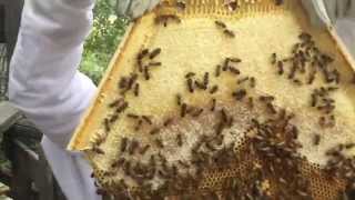 Cathedral Hive New Hexagonal Top Bar Hive