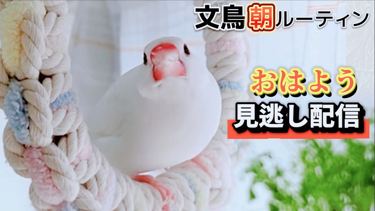 おはよう文鳥🐤水曜たまには早起き｜朝ぷんこ 26.9/9｜Java Sparrow