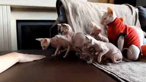 Watch the video about Funny synchronizing 8 week old Sphynx kittens
