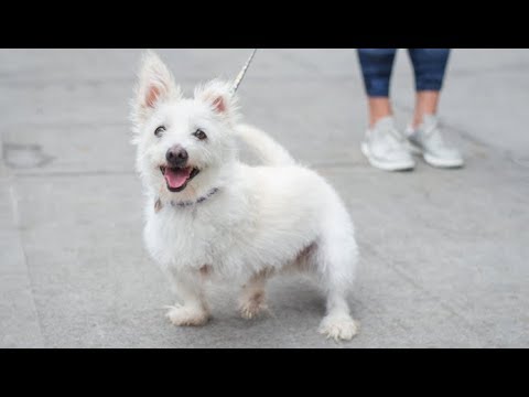 LIVE: Adoptable Dog Looking for Forever Home at NYC Shelter - JEYRAN | The Dodo LIVE