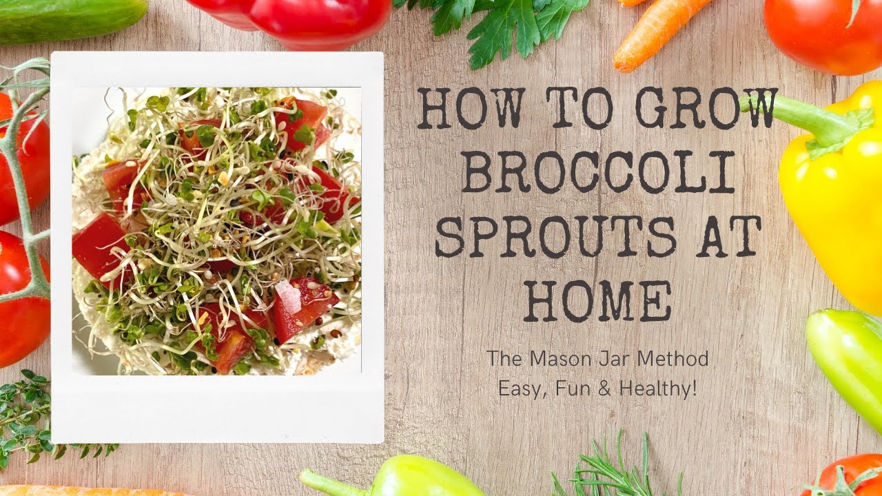 The Jar Method How to Grow Broccoli Sprouts at Home I'll Tell You