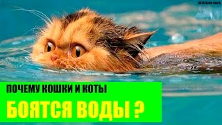 Почему кошки боятся воды?